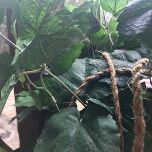 Meet your Posher, Karime